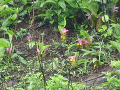Curcuma pseudomontana
