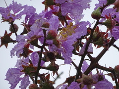 Lagerstroemia speciosa