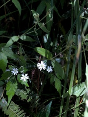 Stellaria vestita