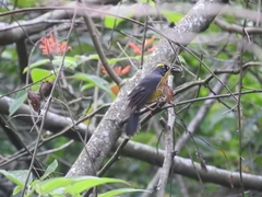 Basileuterus lachrymosus