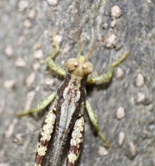 Pirithoicus ophthalmicus