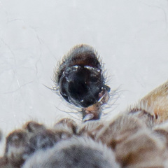 Philodromus emarginatus