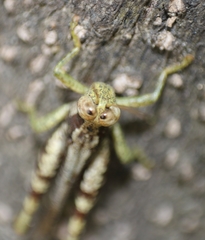 Pirithoicus ophthalmicus