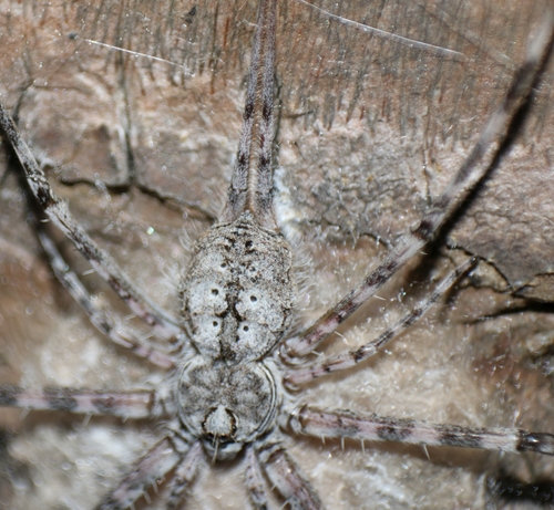 Hersilia tibialis · iNaturalist Ecuador
