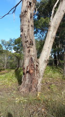Eucalyptus occidentalis