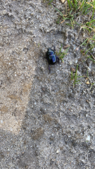 Trypocopris vernalis