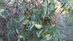 Eucalyptus occidentalis