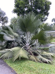 Bismarckia