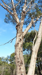 Eucalyptus occidentalis
