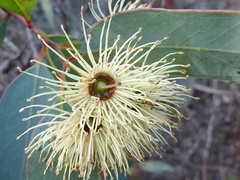 Eucalyptus occidentalis