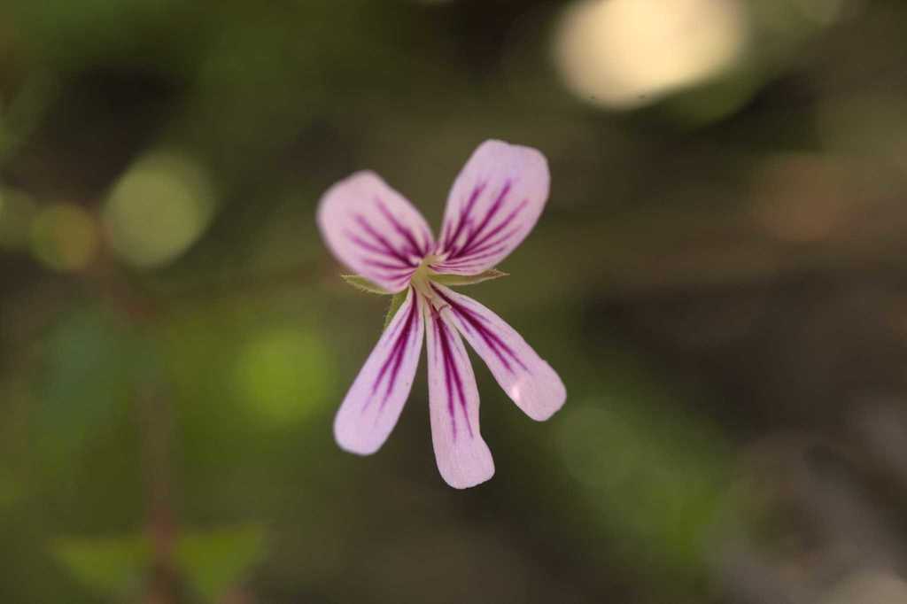 Pelargonium pseudosetulosum