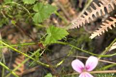 Pelargonium pseudosetulosum