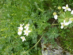 Anemonastrum biarmiense