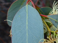 Eucalyptus occidentalis