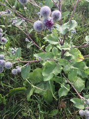 Arctium tomentosum