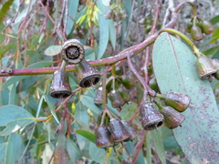 Eucalyptus occidentalis