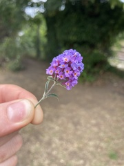 Buddleja davidii