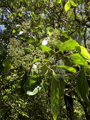 Viburnum arboricolum