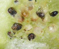 Asparagobius braunsi