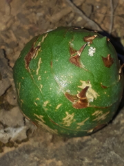 Asparagobius braunsi