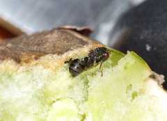 Asparagobius braunsi