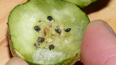 Asparagobius braunsi