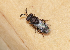 Asparagobius braunsi