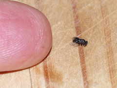 Asparagobius braunsi