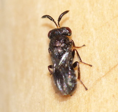 Asparagobius braunsi