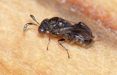 Asparagobius braunsi