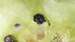 Asparagobius braunsi