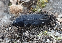 Aellopus atratus
