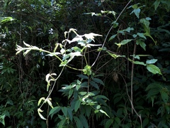 Clematis peterae lishanensis