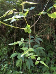Clematis peterae lishanensis