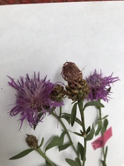 Centaurea jacea