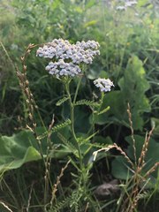 Achillea millefolium