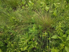 Carex sterilis