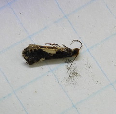 Monopis dorsistrigella