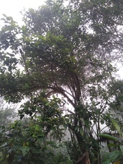 Critoniopsis occidentalis