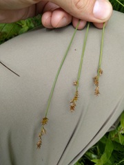 Carex sterilis