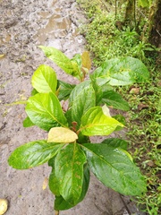 Critoniopsis occidentalis