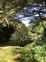 Cedrus atlantica