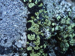 Arthrorhaphis alpina