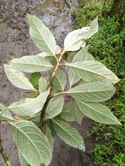 Critoniopsis occidentalis