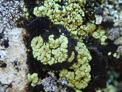 Arthrorhaphis alpina