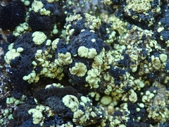 Arthrorhaphis alpina