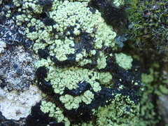 Arthrorhaphis alpina