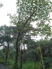 Dendrophorbium lloense