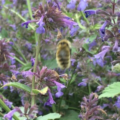 Bombus distinguendus