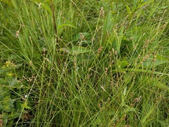 Carex sterilis